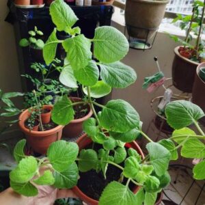 Gardeners Choice Ajwain Plant