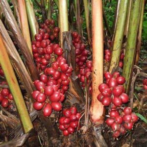 Vamsha Elaichi/Cardamom Plant
