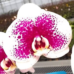BALA PLANT CREATION Orchid Plant