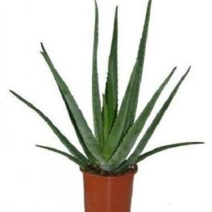 MAITRA AND SONS Aloe Vera Plant