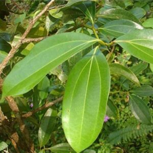 VIJAY GREENERY Bay Leaf Plant