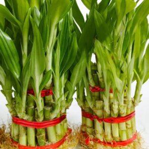BloomShadow Lucky Bamboo Plant