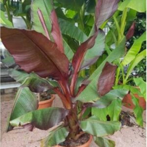 NALQUITS Banana Plant