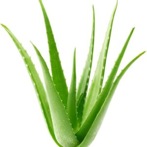 Ultima Search Aloe Vera Plant