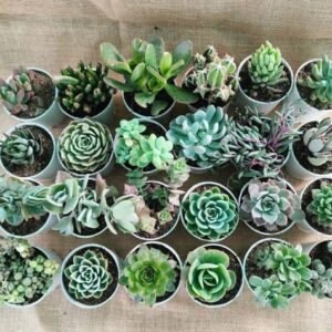 TOFOH Succulents Plant
