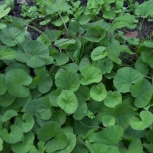 HERBALISM Centella Plant