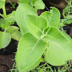 CHILLATAI Ajwain Plant
