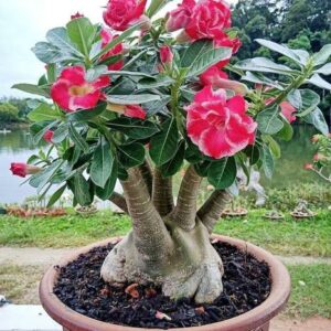 KUMUBON Adenium Plant
