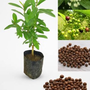 Subhrajit All Spice Plant