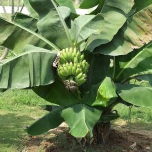 Augadh Banana Plant