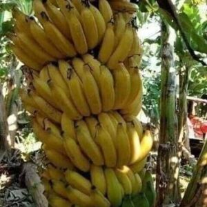 Beautiful Blooms Banana Plant