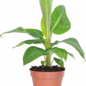 Heaven Of Saplings Banana Plant