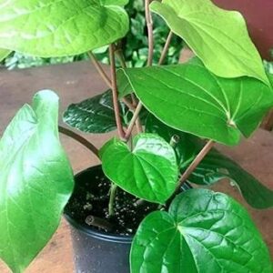 Elanthalir Betel Leaf Plant