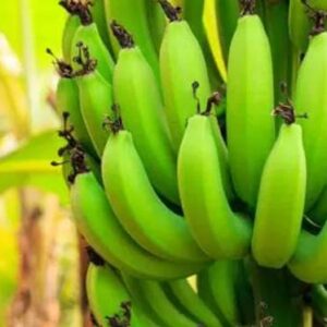 BISWAS GARDEN Banana Plant