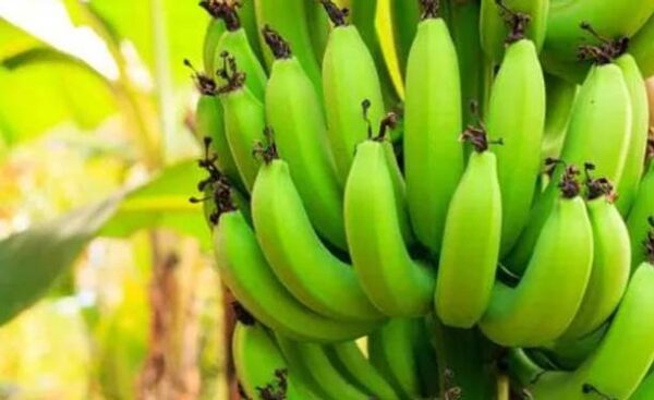 BISWAS GARDEN Banana Plant