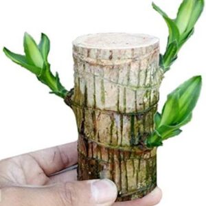 Green view Brazilian Wood