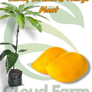 Cloud Farm Mango Plant