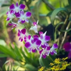 Leafyjoy Orchid Plant