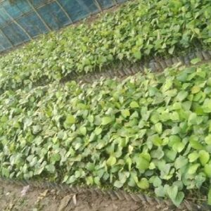 Ukanda Black Pepper Plant