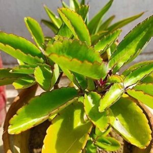 greenhousestore Bryophyllum Pinnatum/Patharchatta Plant