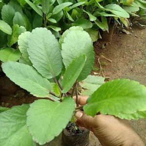 Cloud Farm Bryophyllum Pinnatum/Patharchatta Plant