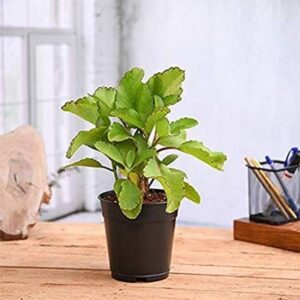 Ukanda Bryophyllum Pinnatum/Patharchatta Plant