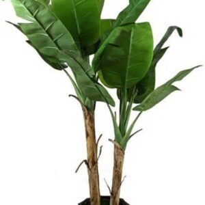 Elanthalir Banana Plant