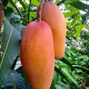AAM Mango Plant