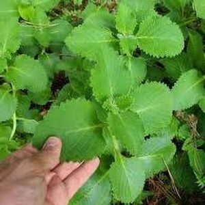 Cloud Farm Mint Plant