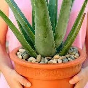 Cloud Farm Aloe Plant