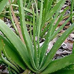 Cloud Farm Aloe Vera Plant