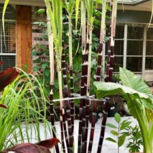 Oxygreenplant