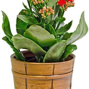 AloGardening Kalanchoe Plant