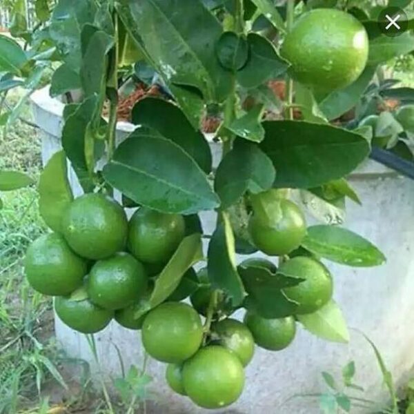 AFARTIOBINA Lemon Plant