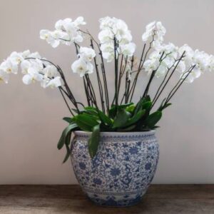 AloGardening Orchid Plant