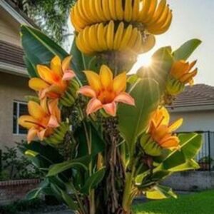 ToGon Banana Plant
