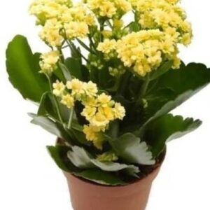 Agacha Kalanchoe Plant