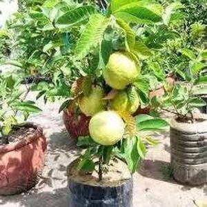 GreenyOn Guava Plant
