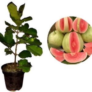 APOSOLUARD Guava Plant