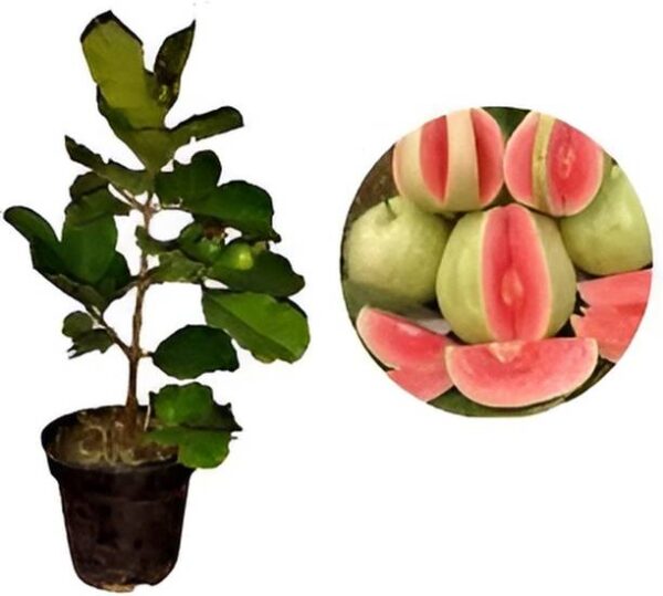APOSOLUARD Guava Plant