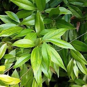 Rainbow Garden Bay Leaf Plant