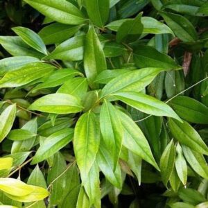 Ukanda Bay Leaf Plant