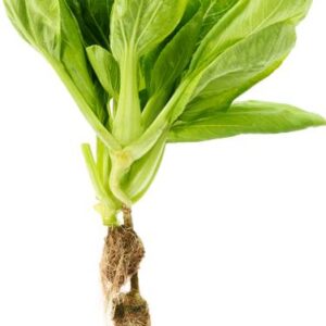 Bok Choy/Pok choi Hydroponics Leafy