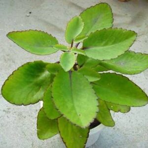 Bee Green Bryophyllum Pinnatum/Patharchatta Plant