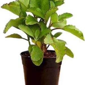Greenery Nursery Bryophyllum Pinnatum/Patharchatta Plan...