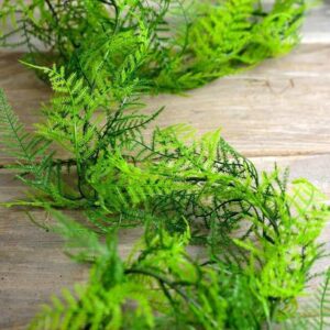 Greenery Nursery Asparagus Plant