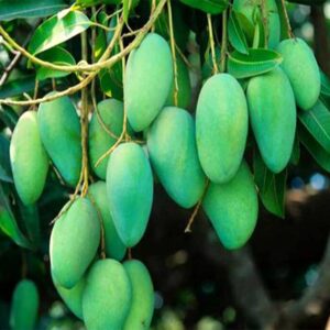 Corofitam Mango Plant