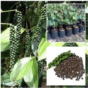 Elanthalir Black Pepper Plant