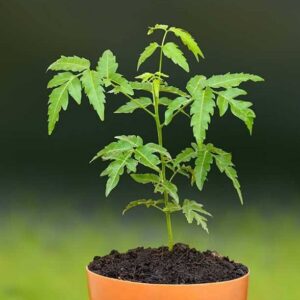 Platone Neem Plant