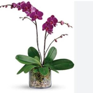 Green view Orchid Plant
